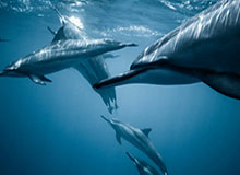 奇异果官网-2020中超最佳阵容：恒大苏宁各3人 归化一堆不如他